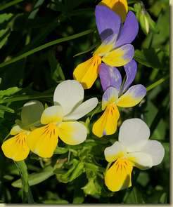 Viola tricolor...