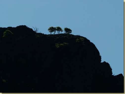 alberi solitari...
