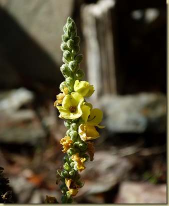 Verbascum thapsus...