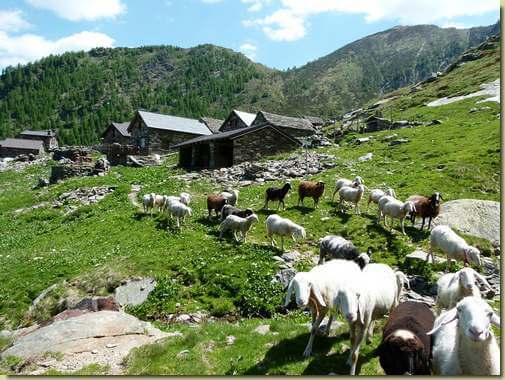 accoglienza all'Alpe Corte sopra...