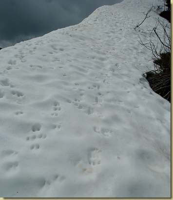 tracce sulla neve...