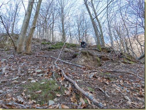 scendendo nel bosco...