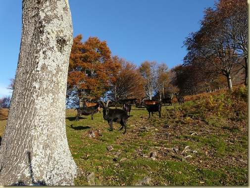 capre all'Alpe Pra