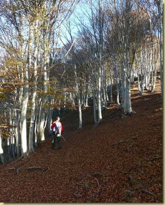 faggeta in veste autunnale... 