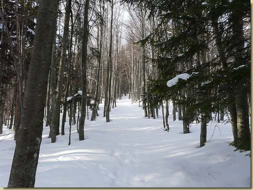 la 'strada' nel bosco... 
