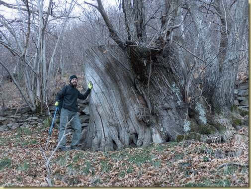 era il castagno pi&ugrave; grosso della zona...