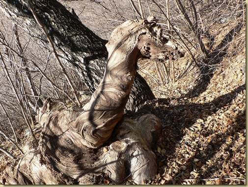 creature del bosco...