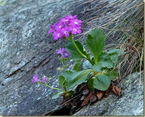 Primula hirsuta...