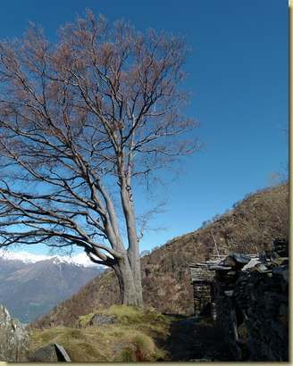 all'Alpe Cortona...
