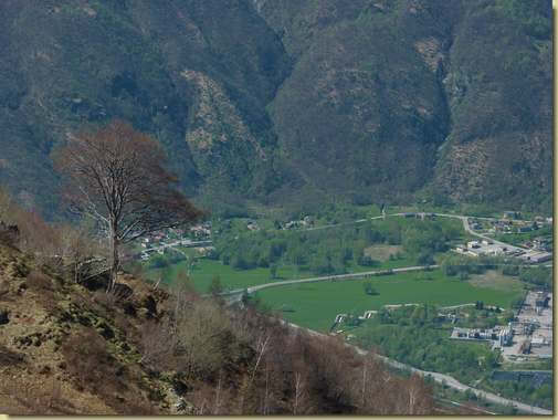 Alpe Cortona e il suo faggio...