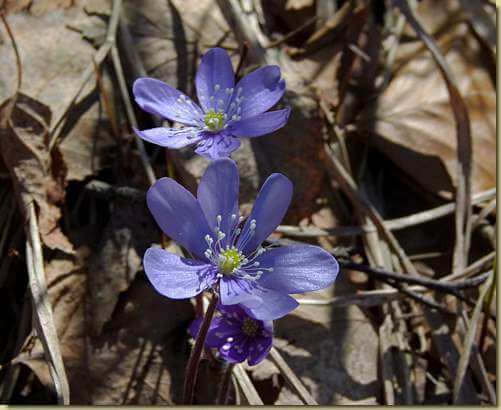 Hepatica nobilis...
