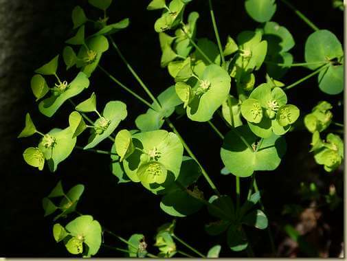 Euphorbia amygdaloides...