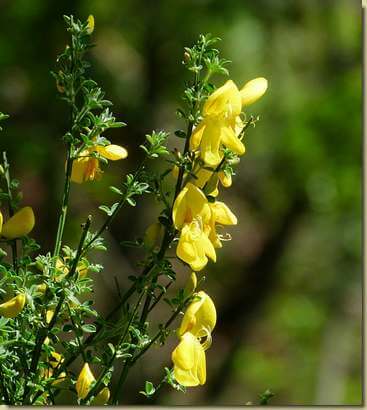 Cytisus scoparius...