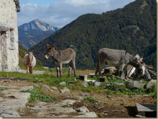 ritorno dagli asini All'Erta...
