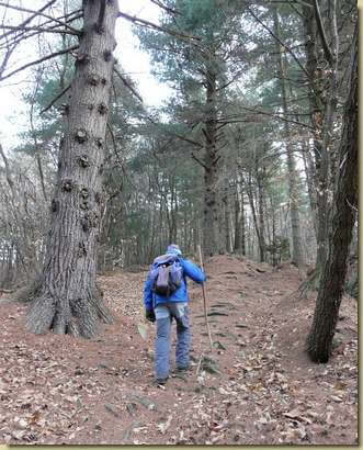 salendo nella pineta...