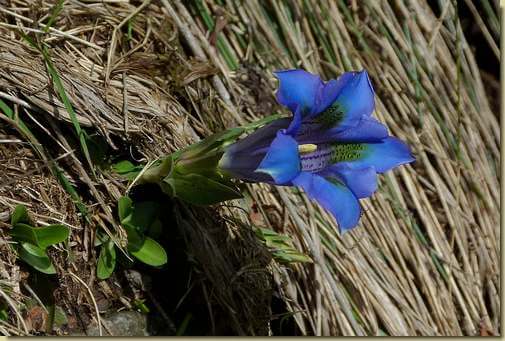genziana a Vallard...