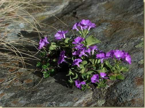 Primula hirsuta