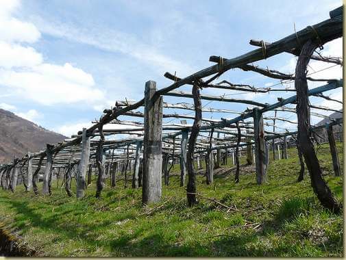 vigneto a Trontano, la caratteristica 'topia'... 