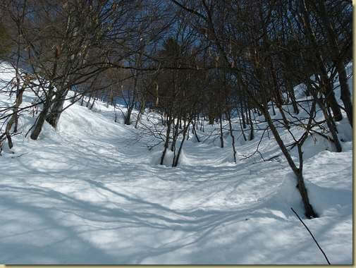 salendo nel bosco...