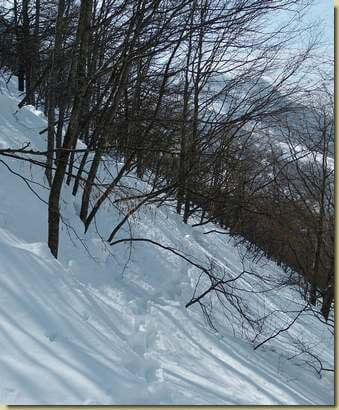 salendo nel bosco...