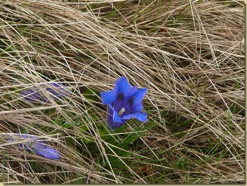 Gentiana acaulis   