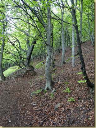 nel bosco vicino a Curgei...  