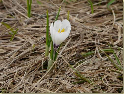 l'ultimo crocus... 