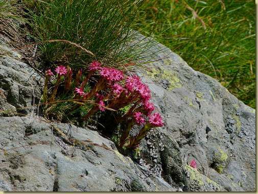 roccia fiorita...