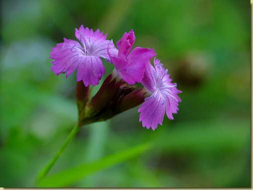Dianthus sylvestris