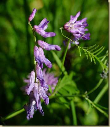 Vicia cracca