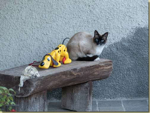 compagni di gioco...