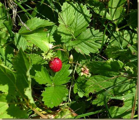 fragoline di bosco a Riazzoli...