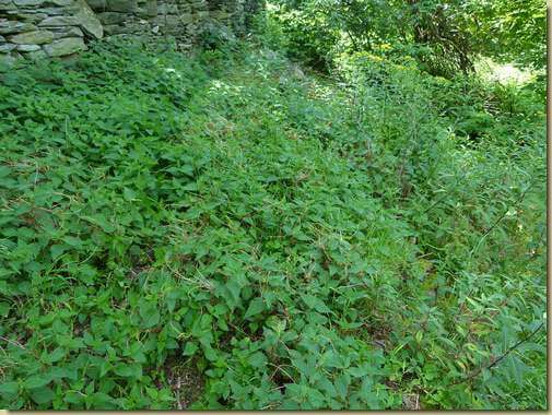 Cuscuta europaea sulle ortiche dell'Alpe Riazzoli...