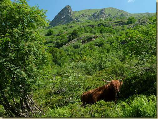 mucca highlander in Valgrande...