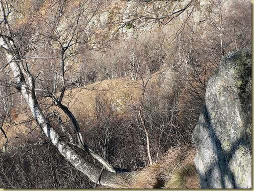il prato dell'Alpe Taccarello