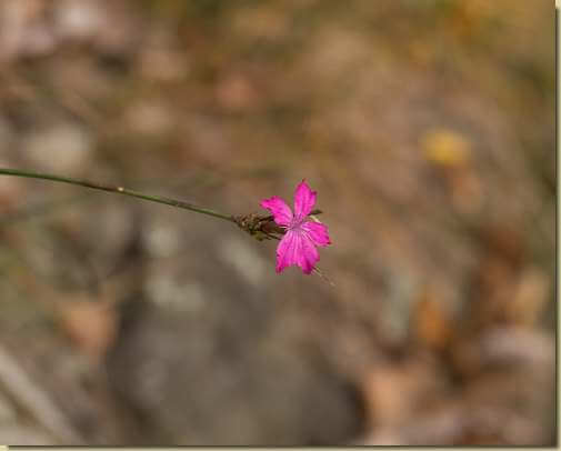 ultime fioriture...