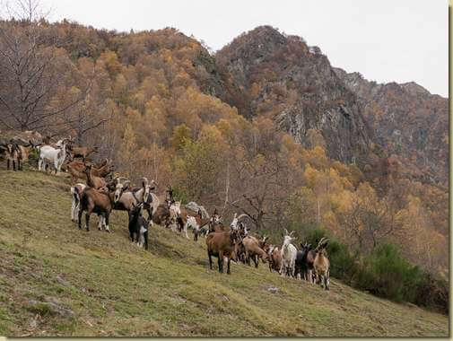 accoglienza sui prati di Aurinasca...