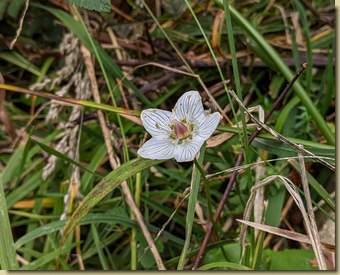 Parnassia...