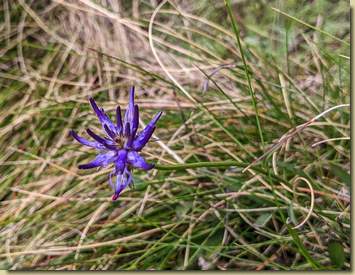 ultime fioriture...