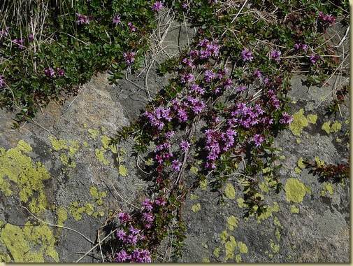 fioritura sulla roccia... 