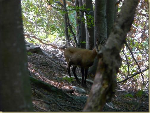 camoscio timoroso nel bosco..