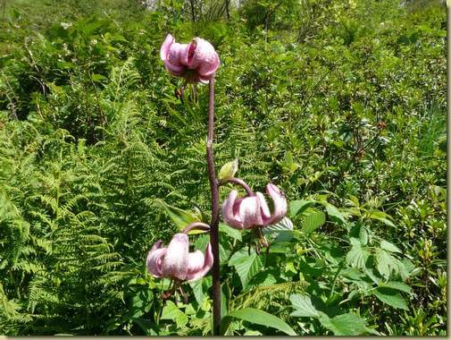 Lilium martagone