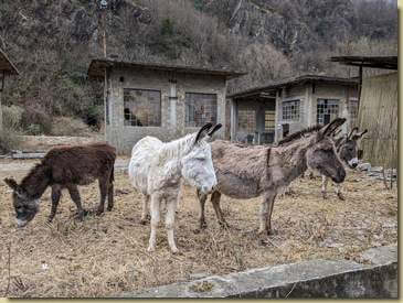 osservando i turisti di passaggio...