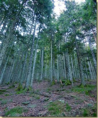 salendo nella pineta...