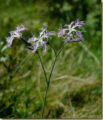 Dianthus superbus