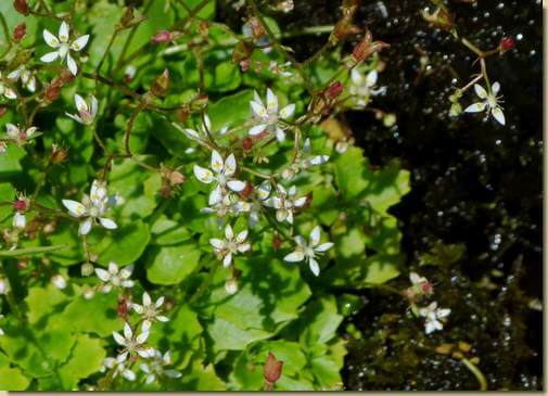 Saxifraga stellaris