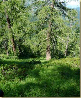 scendendo verso Aiarina...