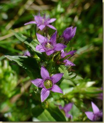 Gentianella ramosa