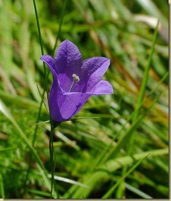 Campanula patula