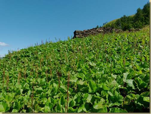 i lavazz di Aiarina...